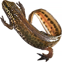 Northern Smooth Newt